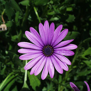 Meet your Posher, Lizz